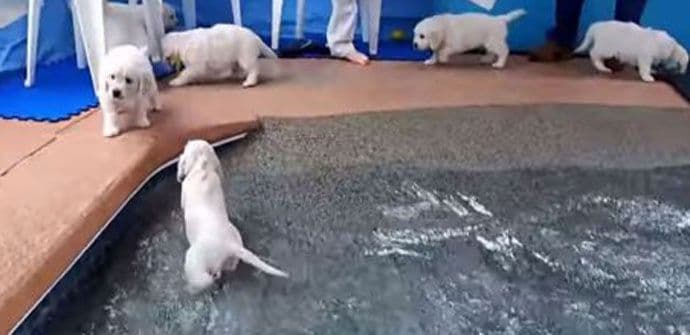 Štenad retrivera u prvom susretu sa vodom (VIDEO) Štenad retrivera u prvom susretu sa vodom (VIDEO)