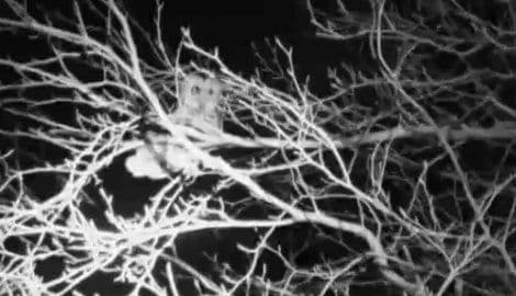 Sova teroriše grad, bez kišobrana se ne izlazi noću Sova teroriše grad, bez kišobrana se ne izlazi noću