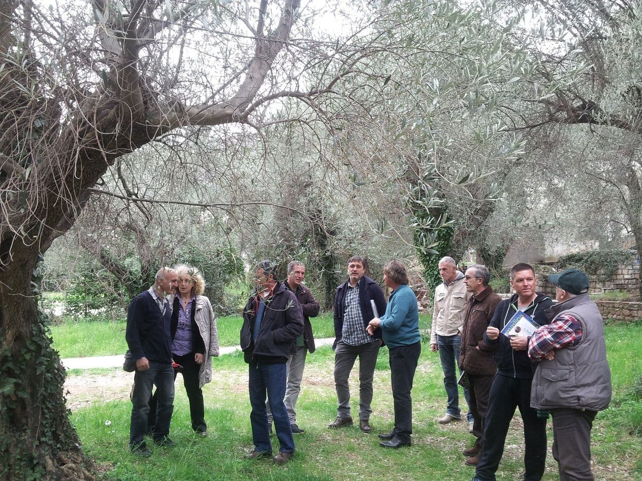 Radionica za maslinare iz Budve, Ulcinja i Bara Radionica za maslinare iz Budve, Ulcinja i Bara