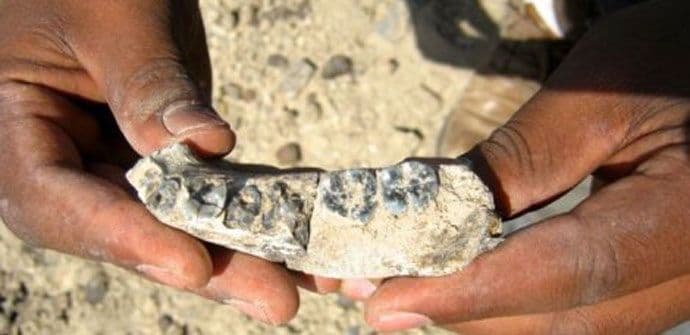 Pronađen fosil najstarijeg pripadnika ljudskog roda Pronađen fosil najstarijeg pripadnika ljudskog roda