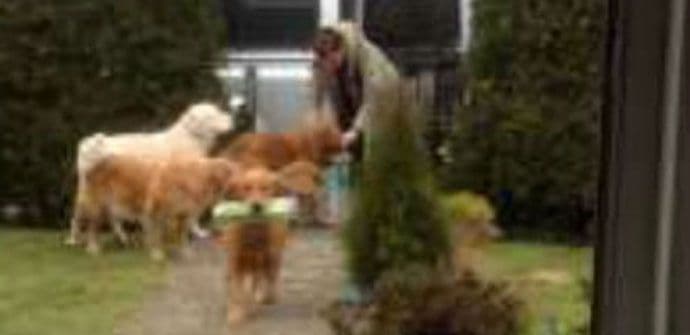 Psi pomažu pri iznošenju namirnica iz automobila (VIDEO) Psi pomažu pri iznošenju namirnica iz automobila (VIDEO)