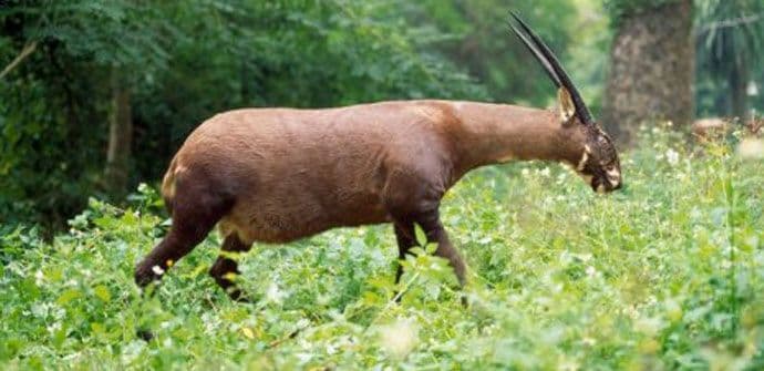 Deset životinjskih vrsta mogle bi da nestanu ove godine Deset životinjskih vrsta mogle bi da nestanu ove godine