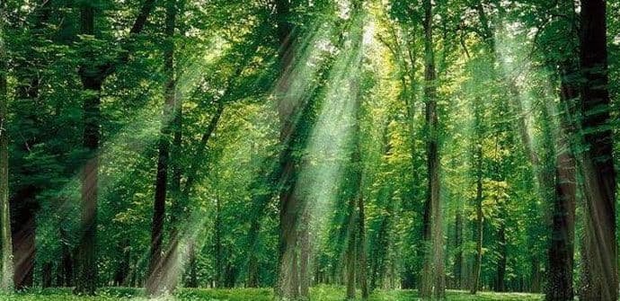 Dokazano da boravak u šumi je najbolji lijek protiv depresije Dokazano da boravak u šumi je najbolji lijek protiv depresije