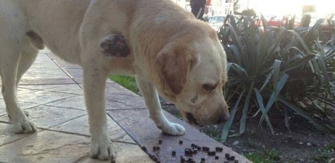 BAR: Gimnazijalci prikupili novac za operaciju bezdomnog psa BAR: Gimnazijalci prikupili novac za operaciju bezdomnog psa