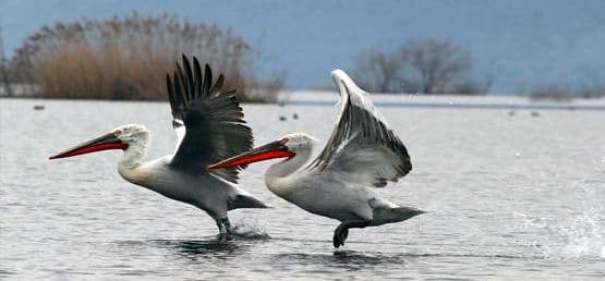 Najveći uspjeh u zaštiti pelikana na Skadarskom jezeru Najveći uspjeh u zaštiti pelikana na Skadarskom jezeru