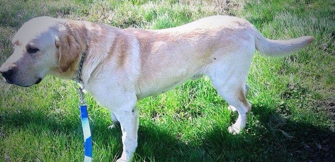 Veterinar Ivan Popović besplatno operisao Badija Veterinar Ivan Popović besplatno operisao Badija