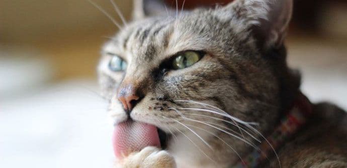 Zašto mačka liže rane? Zašto mačka liže rane?