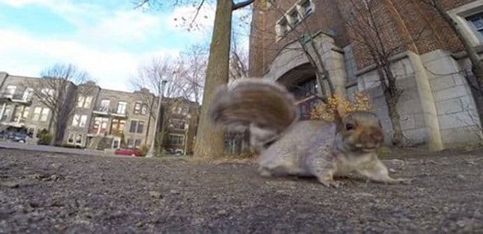 U Makedoniji devetoro oboljelih od „glodarske kuge“ U Makedoniji devetoro oboljelih od „glodarske kuge“