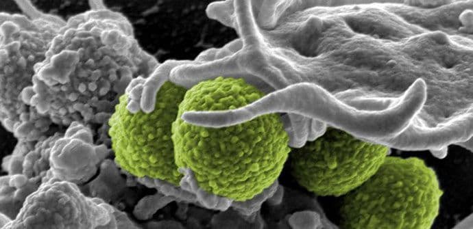 Naučnici dizajnirali bakterije koje suzbijaju tumor Naučnici dizajnirali bakterije koje suzbijaju tumor