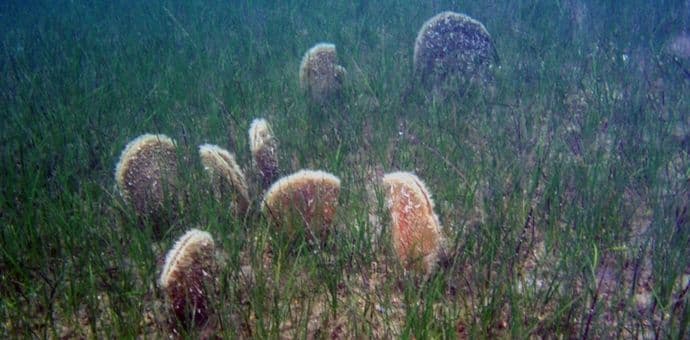 Palastura se u velikom broju vraća u Boku Palastura se u velikom broju vraća u Boku