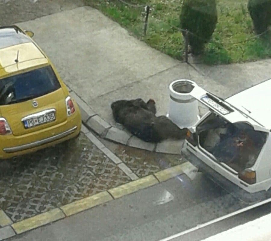 Mrtvog medvjeda lovci pronašli u Dromiri Mrtvog medvjeda lovci pronašli u Dromiri