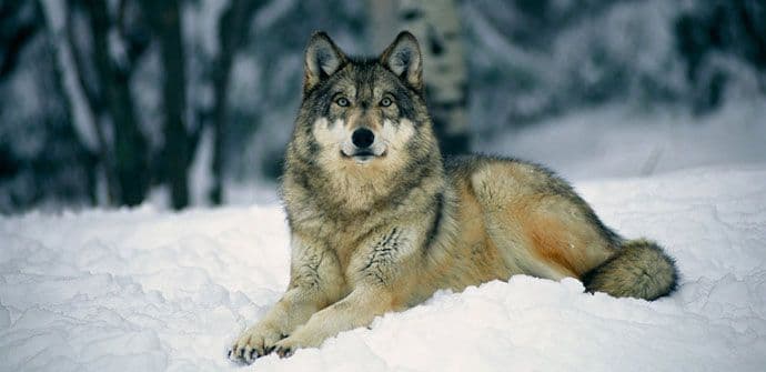 Kragujevac: Držao vuka na petom spratu stambene zgrade Kragujevac: Držao vuka na petom spratu stambene zgrade