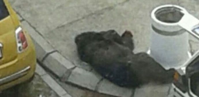 Ministarstvo poljoprivrede i ruralnog razvoja podnijelo krivičnu prijavu za odstrijel medvjeda Ministarstvo poljoprivrede i ruralnog razvoja podnijelo krivičnu prijavu za odstrijel medvjeda