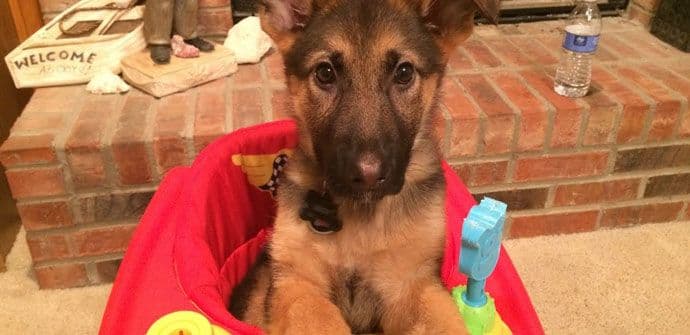 Kako se štene priprema da jede (VIDEO) Kako se štene priprema da jede (VIDEO)