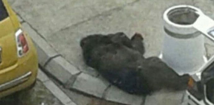 Medvjed bez glave završio na ulici greškom inspektora Medvjed bez glave završio na ulici greškom inspektora