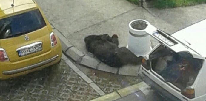 Lovni inspektor postupio po zakonu u slučaju odstrijeljenog medvjeda u Dromiri Lovni inspektor postupio po zakonu u slučaju odstrijeljenog medvjeda u Dromiri