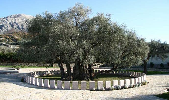 Zemljište oko Stare masline na sudu, kome će pripasti? Zemljište oko Stare masline na sudu, kome će pripasti?