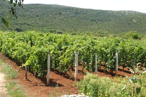 Poziv za podršku razvoju vinogradarstva Poziv za podršku razvoju vinogradarstva