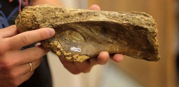 SAD: Pronađen veliki broj fosila dinosaurusa SAD: Pronađen veliki broj fosila dinosaurusa