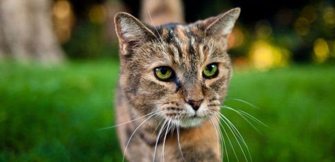 Kako se riješiti buva kod mačaka Kako se riješiti buva kod mačaka