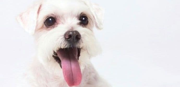 Zdravi začini za vašeg psa Zdravi začini za vašeg psa