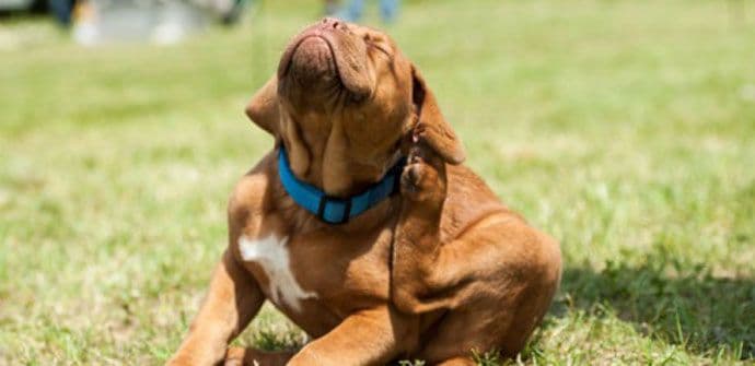 Napravite prirodni i domaći šampon protiv buva Napravite prirodni i domaći šampon protiv buva