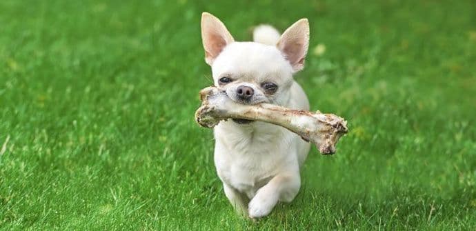 Da li je ishrana kostima dobra za psa? Da li je ishrana kostima dobra za psa?