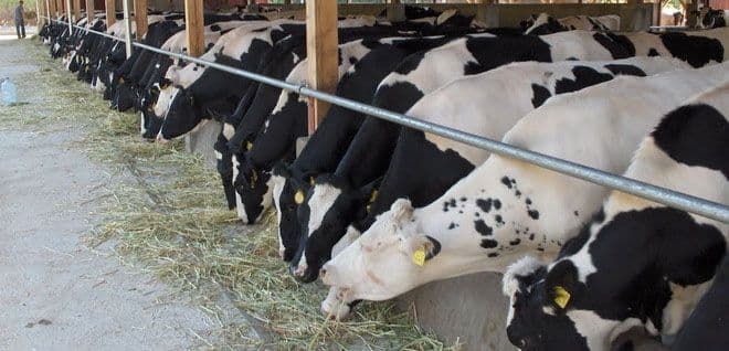 Veterinarska uprava donijela uputstvo za kontrolu na stočnim pijacama  Veterinarska uprava donijela uputstvo za kontrolu na stočnim pijacama