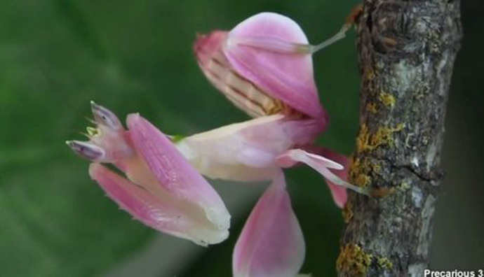Vjerovali ili ne, ovo nije cvijet! (VIDEO) Vjerovali ili ne, ovo nije cvijet! (VIDEO)