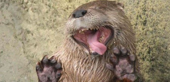 Životinje koje ližu staklo (FOTO) Životinje koje ližu staklo (FOTO)