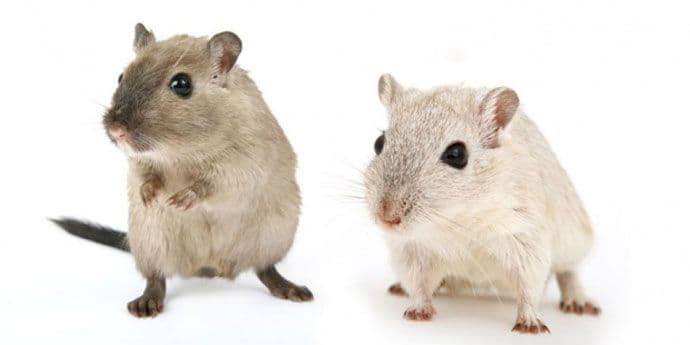 Brazil: Miševi izazvali haos u Kongresu Brazil: Miševi izazvali haos u Kongresu