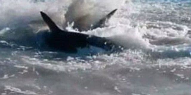 Ajkula usmrtila dječaka u Francuskoj Ajkula usmrtila dječaka u Francuskoj