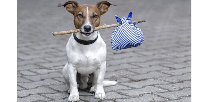 Zašto psi vole da lutaju? Zašto psi vole da lutaju?