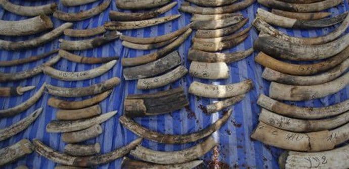 Ukradeno 300 kilograma slonovače iz suda u Gabonu Ukradeno 300 kilograma slonovače iz suda u Gabonu