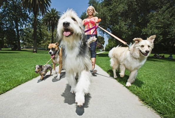 Mjesne zajednice: Zabraniti šetnju pasa Goricom Mjesne zajednice: Zabraniti šetnju pasa Goricom