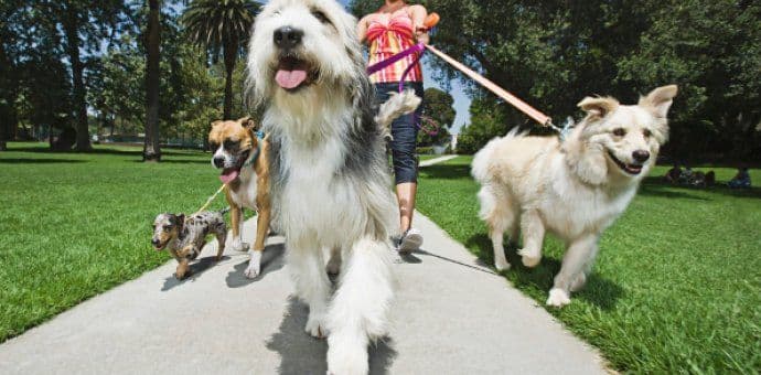 Prijedlog veterinara: Ograditi djelove Gorice za pse Prijedlog veterinara: Ograditi djelove Gorice za pse