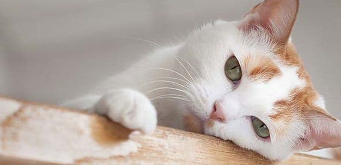 Zanimljive činjenice o domaćim mačkama Zanimljive činjenice o domaćim mačkama