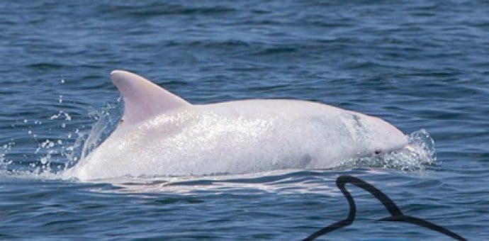 Delfini doplivali u Boku Kotorsku Delfini doplivali u Boku Kotorsku