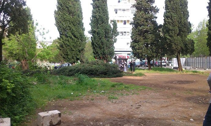 Posječeno 12 čempresa starih više od 30 godina u Ulici Vasa Raičkovića! Posječeno 12 čempresa starih više od 30 godina u Ulici Vasa Raičkovića!