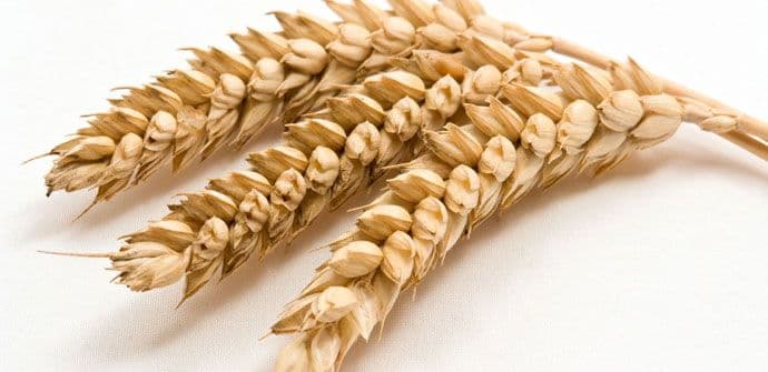 Pokazatelji da ste netolerantni na gluten Pokazatelji da ste netolerantni na gluten