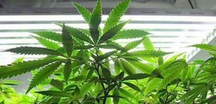 BiH: Starica dobila tri mjeseca zatvora zbog uzgajanja marihuane BiH: Starica dobila tri mjeseca zatvora zbog uzgajanja marihuane