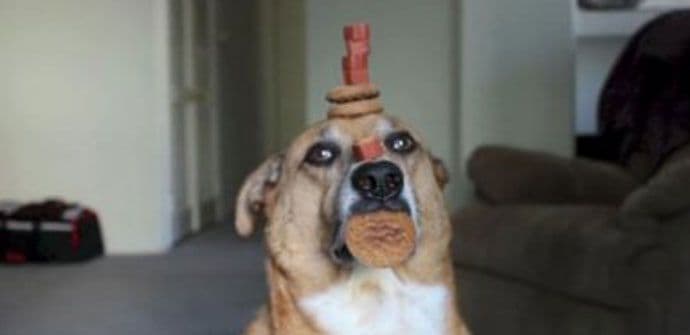 Pas koji zna što je disciplina (VIDEO) Pas koji zna što je disciplina (VIDEO)