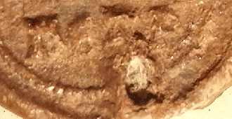 Pečat za koji se tvrdi da je arhonta Petra poklonjen Sabornom hramu u Baru Pečat za koji se tvrdi da je arhonta Petra poklonjen Sabornom hramu u Baru