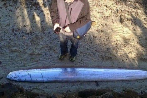 Rijetko "morsko čudovište" isplivalo kod Novog Zelanda Rijetko "morsko čudovište" isplivalo kod Novog Zelanda