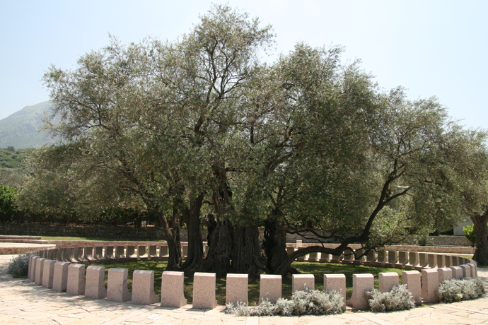 Stara maslina: Nisu je dali ni za ćup zlata Stara maslina: Nisu je dali ni za ćup zlata