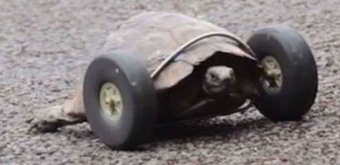 Kornjača nastavlja život na točkovima (VIDEO) Kornjača nastavlja život na točkovima (VIDEO)