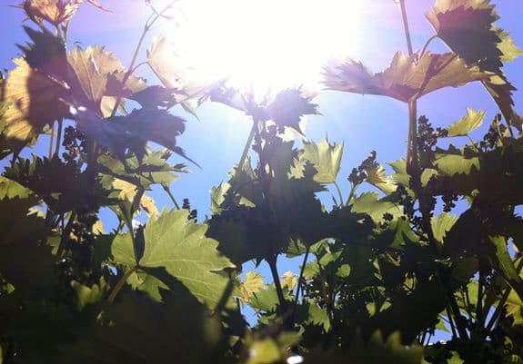 Sjutra sunčano, do 31 stepen Sjutra sunčano, do 31 stepen