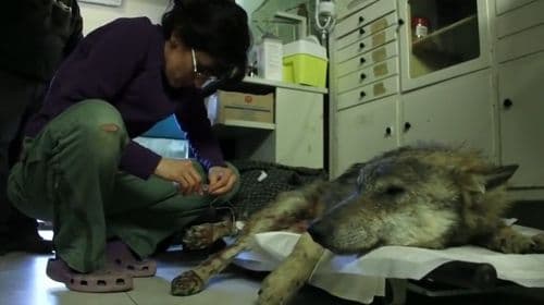 Izvukli su iz rijeke vuka koji je umirao, a njegova reakcija ih je šokirala! (VIDEO) Izvukli su iz rijeke vuka koji je umirao, a njegova reakcija ih je šokirala! (VIDEO)