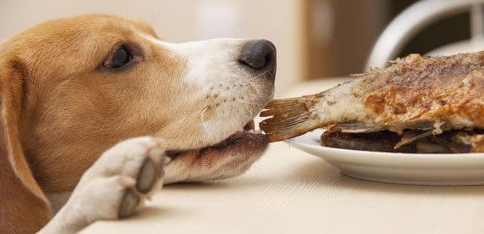 Loša ishrana izaziva razne bolesti kod pasa Loša ishrana izaziva razne bolesti kod pasa