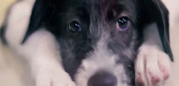 Ovaj video će vas natjerati da udomite, a ne da kupite ljubimca Ovaj video će vas natjerati da udomite, a ne da kupite ljubimca